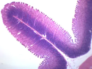 10PK Simple Columnar Epithelium - Prepared Microscope Slide - 75x25mm