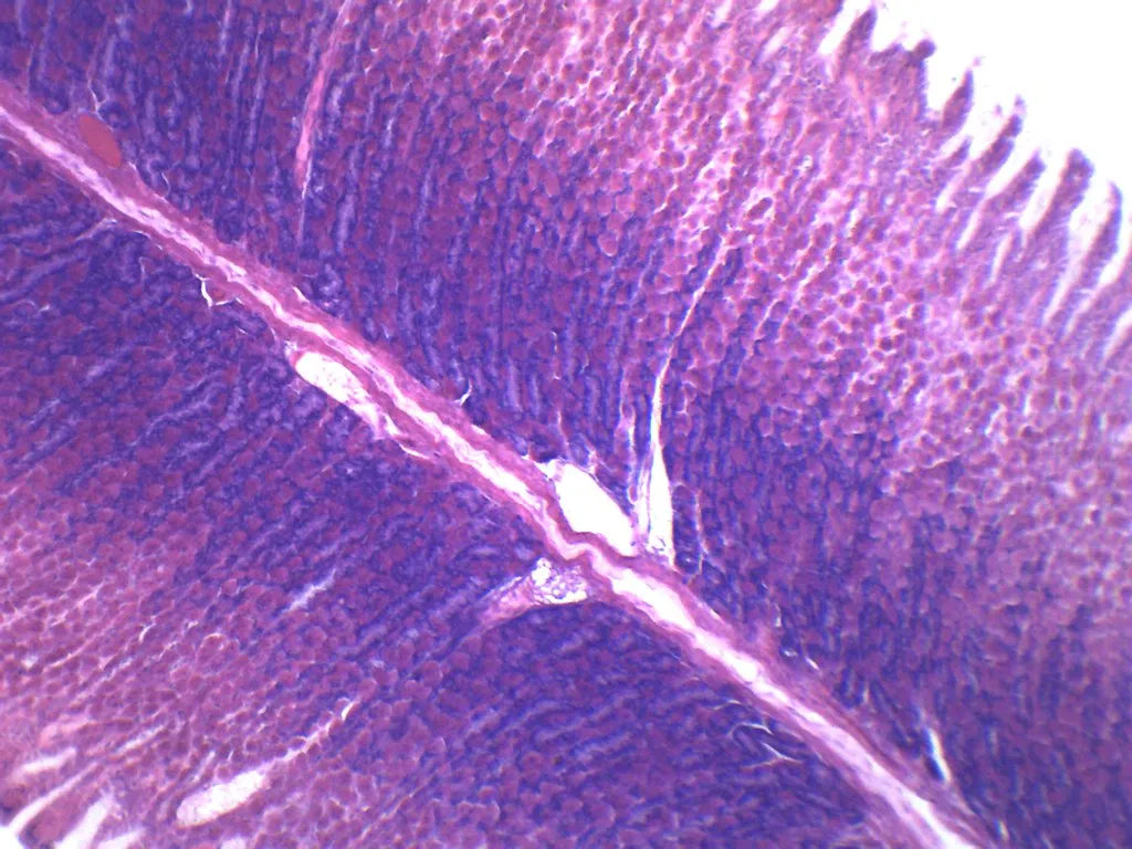 10PK Simple Columnar Epithelium - Prepared Microscope Slide - 75x25mm