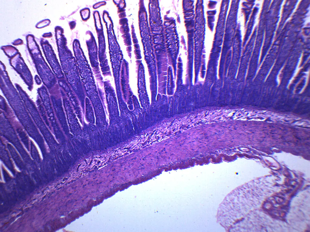 Epithelium Section, Mammal - Prepared Microscope Slide - 75x25mm