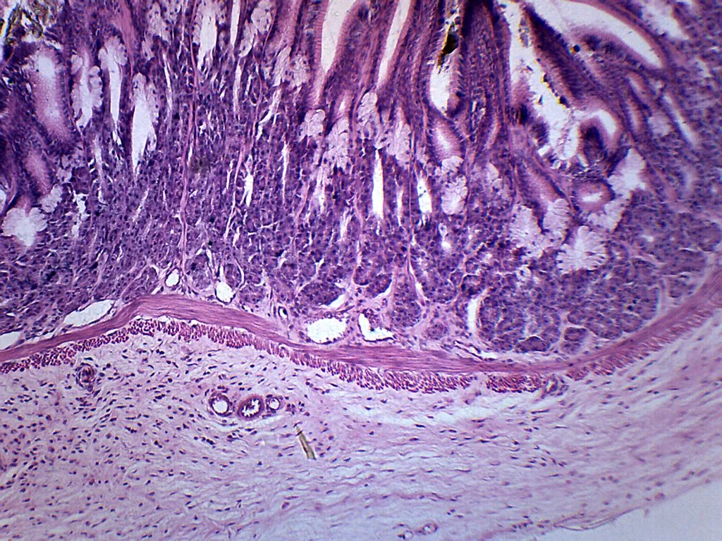 Frog Stomach Section - Prepared Microscope Slide - 75x25mm