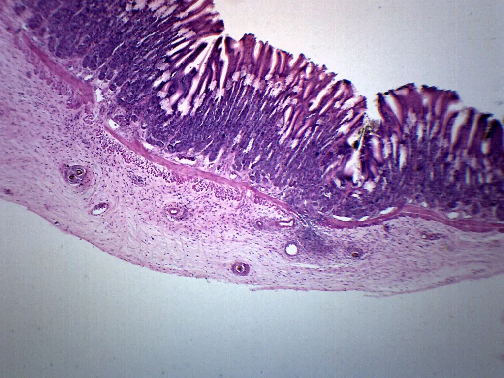 Frog Stomach Section - Prepared Microscope Slide - 75x25mm