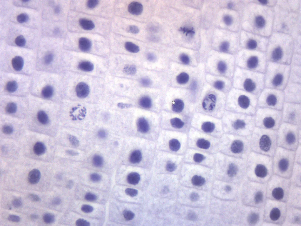 Onion Mitosis - Prepared Microscope Slide - 75x25mm