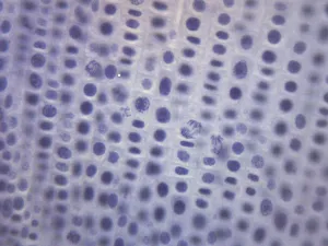 Onion Mitosis - Prepared Microscope Slide - 75x25mm