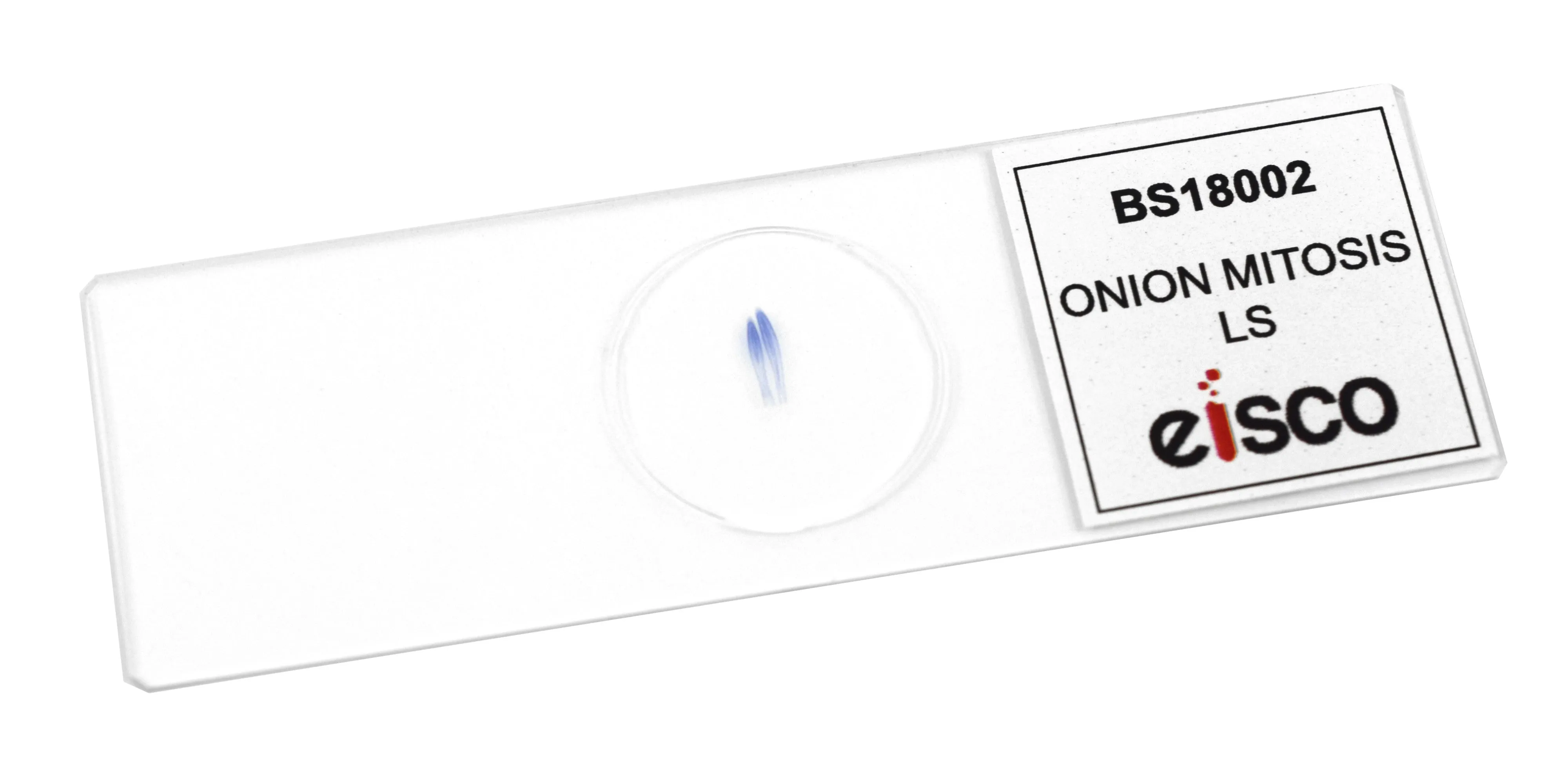 Onion Mitosis - Prepared Microscope Slide - 75x25mm