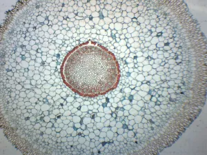 Orchid Aerial Root - Prepared Microscope Slide - 75x25mm