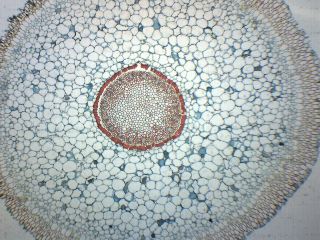 Orchid Aerial Root - Prepared Microscope Slide - 75x25mm