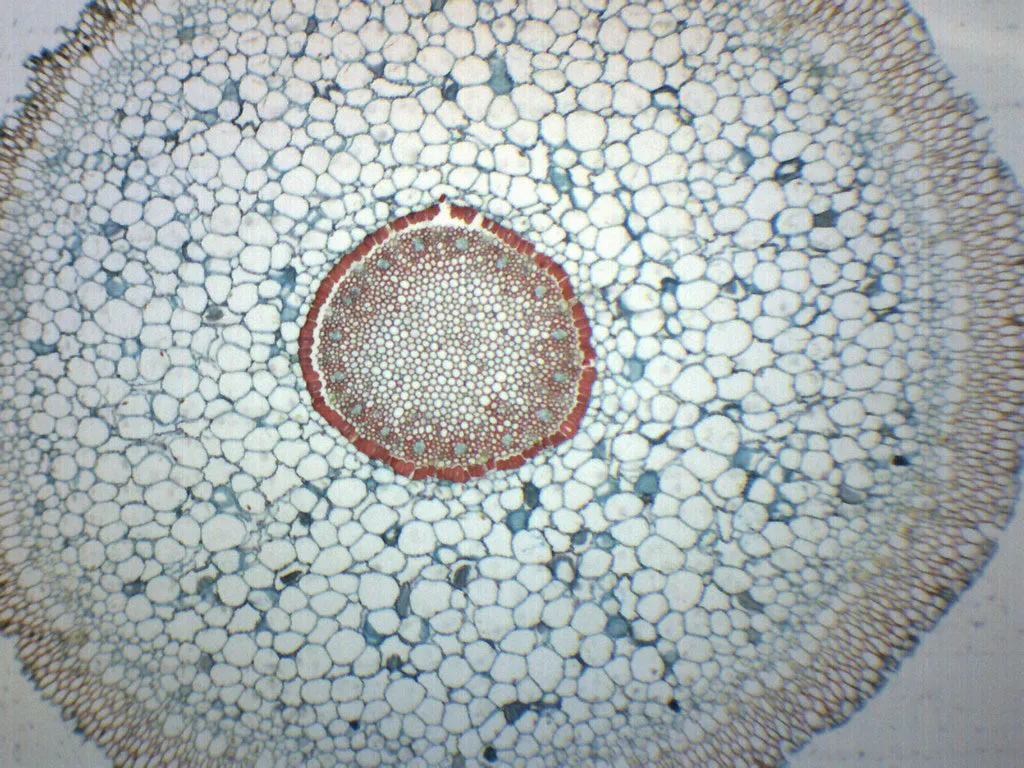 Orchid Aerial Root - Prepared Microscope Slide - 75x25mm