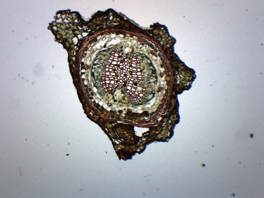 Pine, Young Root - Cross Section - Prepared Microscope Slide - 75x25mm