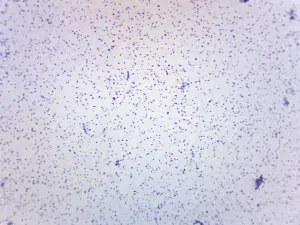 Staphylococcus Aureus - Gram Pos. - Prepared Microscope Slide - 75x25mm
